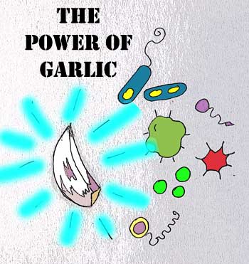 Garlic combats food poisoning by Susan Fluegel at Grey Duck Garlic